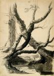 Sketch of Tree Trunks, c.1825-40 (black ink, pen, wash & pencil on white paper)