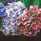 Hydrangeas, 2010, (oil on canvas)