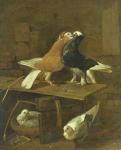 Pigeons (oil on canvas)