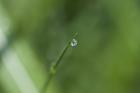 Droplet