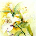 white lilies