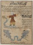 Ms E-7 fol.25a  Aquarius and Pisces, from 'The Wonders of the Creation and the Curiosities of Existence' by Zakariya'ibn Muhammed al-Qazwini (gouache on paper)