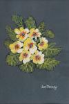 The Yellow Primrose 2012 (gouache on ingres paper)