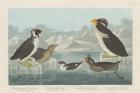 Black-throated Guillemot, Nobbed-billed Auk, Curled-Crested Auk and Horned-billed Guillemot 1838 (coloured engraving)
