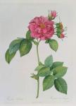 Rosa Turbinata, from ,Les Roses', Vol 1, 1817 (coloured engraving)