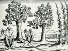 Landscape, Illustration from 'India Orientalis', 1598 (engraving)