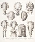 A Collection of Men's and Women's 18th Century Wigs, 1875 (litho)