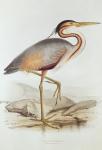 Purple Heron (colour engraving)