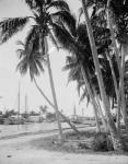 Coconut trees along the docks, Miami, Florida, c.1900-15 (b/w photo)