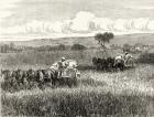 Reaping in South Adelaide, c.1880, from 'Australian Pictures' by Howard Willoughby, published by the Religious Tract Society, London, 1886 (litho)