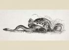 A snake slithers through a royal crown, 1890 (litho)