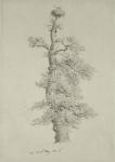 Ancient Oak Tree with a Stork's Nest, 23rd May 1806 (pencil on paper)