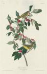 Nashville Warbler, 1830 (coloured engraving)