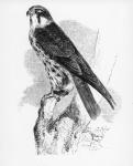 The Hobby, illustration from 'A History of British Birds' by William Yarrell, first published 1843 (woodcut)