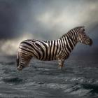 Zebra in Water