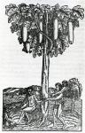 Tree harvest, illustration from 'Singularities of France Antarctique', by Andre de Thevet, 1558 (woodcut)