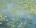 Waterlilies (oil on canvas)