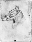 Head of a muzzled dog, from the The Vallardi Album (pen & ink on paper) (b/w photo)