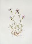 Dianthus 'Argus', 1997 (w/c on paper)