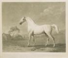 Mambrino, after George Stubbs, 1788 (mezzotint)