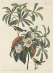 Bachman's Warbler, 1834 (coloured engraving)