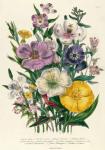 Godetia and Anothera, plate 8 from 'The Ladies' Flower Garden', published 1842 (colour litho)