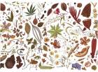 Herbarium Specimen Painting sheet 5, 2006-09 (w/c on paper)