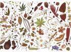 Herbarium Specimen Painting sheet 5, 2006-09 (w/c on paper)