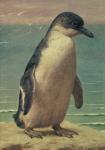 Study of a Penguin (w/c)