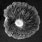 Fungi2