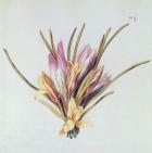 Saffron or Crocus, from 'La Guirlande de Julie', c.1642 (w/c on vellum)