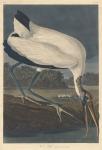 Wood Ibis, 1834 (coloured engraving)