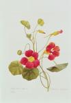 Nasturtium (coloured engraving)