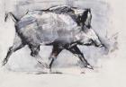 Young boar, Bialowieza, Poland (mixed media on paper)