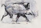 Young boar, Bialowieza, Poland (mixed media on paper)