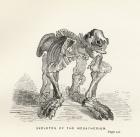 Skeleton of the Megatherium, from 'Journal of Researches' by Charles Darwin (1809-82) published London 1890 (litho)