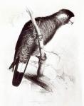 Calyptorhynchus Baudinii, or Baudin's Cockatoo, 1832 (litho) (b/w photo)