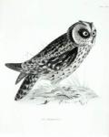 Owl, plate 3 from 'The Zoology of the Voyage of H.M.S Beagle, 1832-36' by Charles Darwin (litho) (b/w photo)