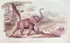 Hunting the Wild Elephant, illustration from 'Wild Sports of South Africa' by W.C. Harris, 1841 (engraving)