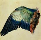 Wing of a Blue Roller, 1512 (w/c on vellum with gold)