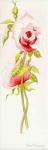 Two Queen Elizabeth Roses,2000,(watercolour)