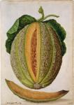 Melon, c.1568 (w/c on paper)