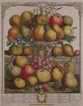 December, from 'Twelve Months of Fruits', by Robert Furber (c.1674-1756) engraved by Henry Fletcher, 1732 (colour engraving)