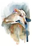 Greyhound Hope, 2016, (watercolor)