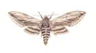 Privet Moth, 2005 (w/c on paper)