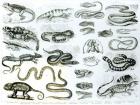 Reptiles, Serpents and Lizards (litho) (b/w photo)