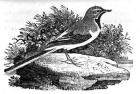 The Grey Wagtail, illustration from 'A History of British Birds' by Thomas Bewick, first published 1797 (woodcut)