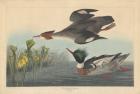 Red-breasted Merganser, 1838 (coloured engraving)