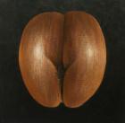 Coco de Mer, 2010 (acrylic on canvas)