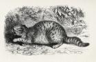 Cat savage and prepared to fight, from Charles Darwin's 'The Expression of the Emotions in Man and Animals', 1872 (litho)
